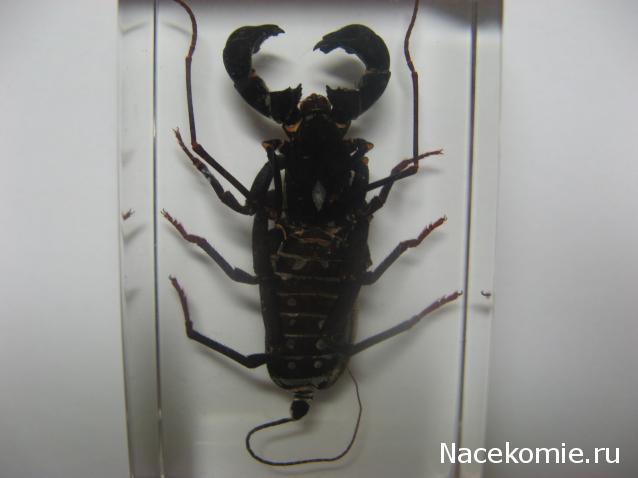 Насекомые и их знакомые 2010 График Выхода и обсуждение