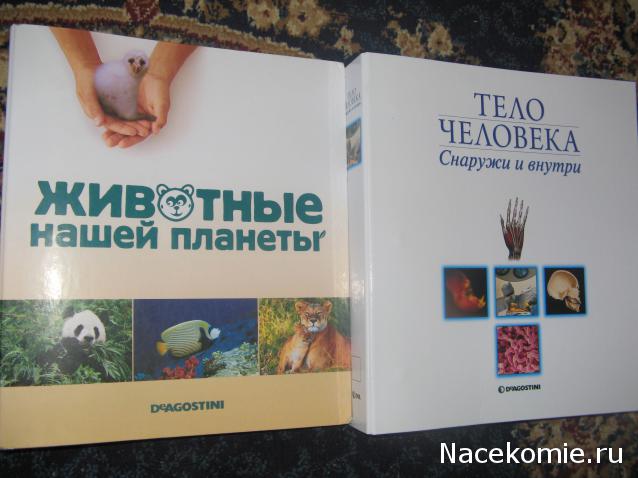 "Собери и познай человеческое тело" (сборка скелета)