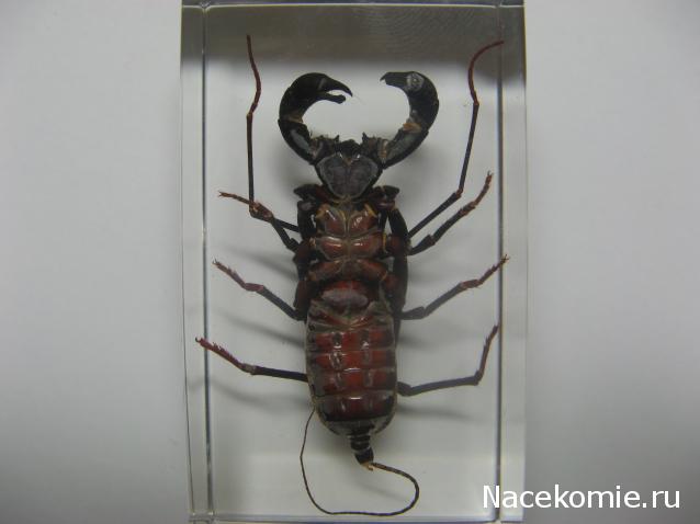 Насекомые и их знакомые 2010 График Выхода и обсуждение