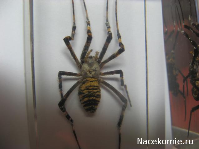 Вопросы по серии Насекомые и их знакомые