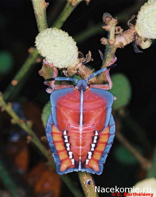 Насекомые и их знакомые 2010 График Выхода и обсуждение