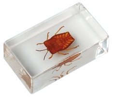 Насекомые и их знакомые 2010 График Выхода и обсуждение