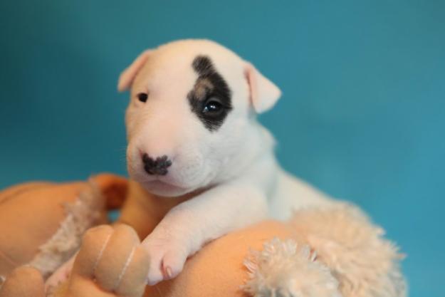 The Dog Collection 2010 - График Выхода и обсуждение