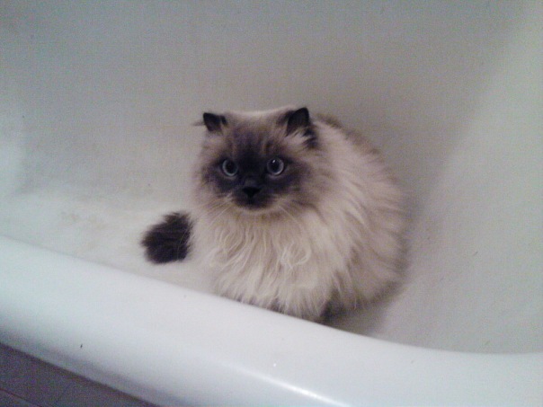 Фото кошек)))))