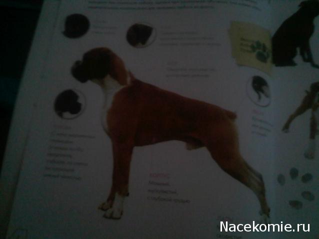 The Dog Collection 2010 - График Выхода и обсуждение