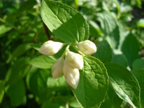 Vredina