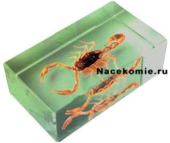 Насекомое в синтетической смоле Насекомое в синтетической смоле