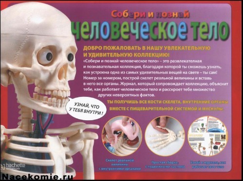 Журнал Собери и познай "Человеческое тело" Журнал Собери и познай "Человеческое тело"