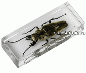 Выпуск №27 Chrz?szcz z rodzaju Trictenotoma Польская серия Насекомые и их знакомые