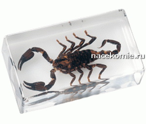 Выпуск №30 Skorpion z rodzaju Heterometrus Польская серия Насекомые и их знакомые