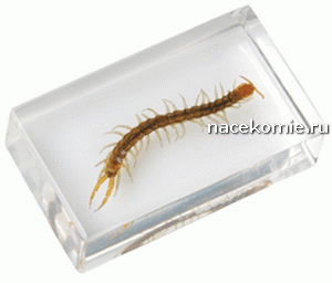 Выпуск №33 Parecznik z rodzaju Scolopendra Польская серия Насекомые и их знакомые