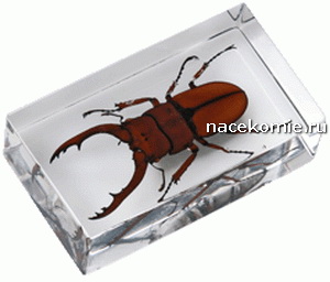 Выпуск №40 Chrz?szcz z rodziny jelonkowatych Польская серия Насекомые и их знакомые