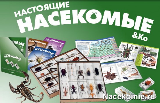 Коллекция «Насекомые и Ко»