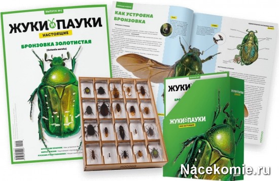 Коллекция «Жуки и Пауки»